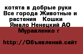 котята в добрые руки - Все города Животные и растения » Кошки   . Ямало-Ненецкий АО,Муравленко г.